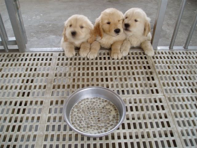 黃金獵犬成長日記: