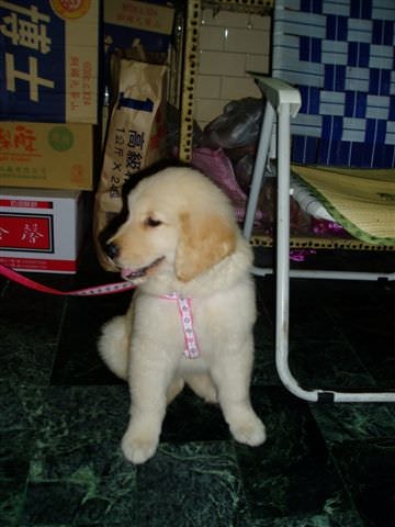 黃金獵犬成長日記:這是我三個月的時候