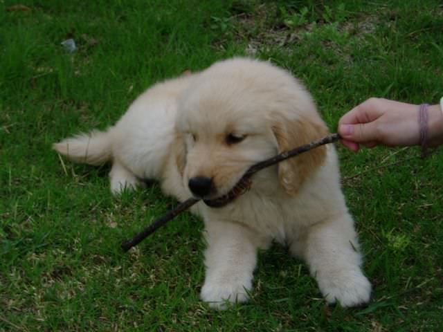 黃金獵犬成長日記:躺在草皮上