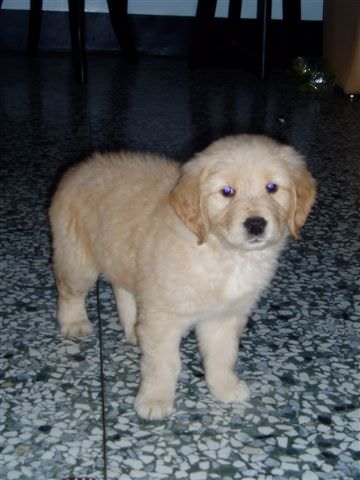 黃金獵犬成長日記:這是我的家