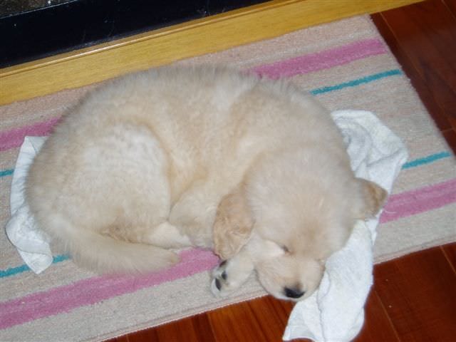 黃金獵犬成長日記:吼...媽咪又趁我在睡覺時偷拍