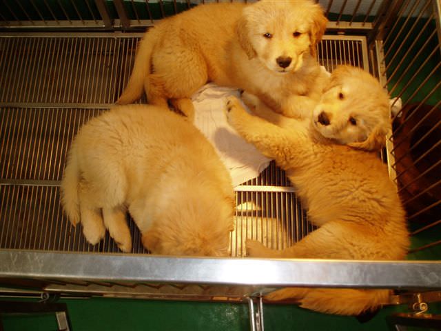 黃金獵犬成長日記:大部分的時間我們都窩在一起睡覺