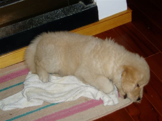 黃金獵犬成長日記:我就故意搗蛋