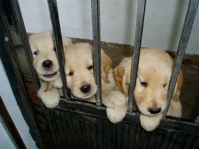 黃金獵犬成長日記:等著媽咪給我們秀秀