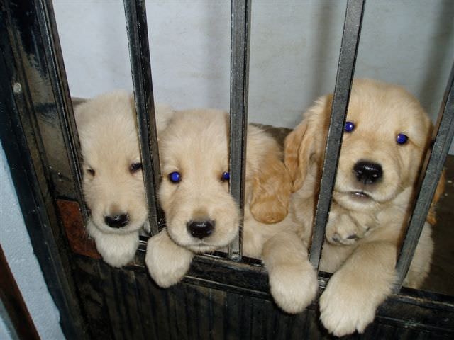 黃金獵犬成長日記:媽咪上來了