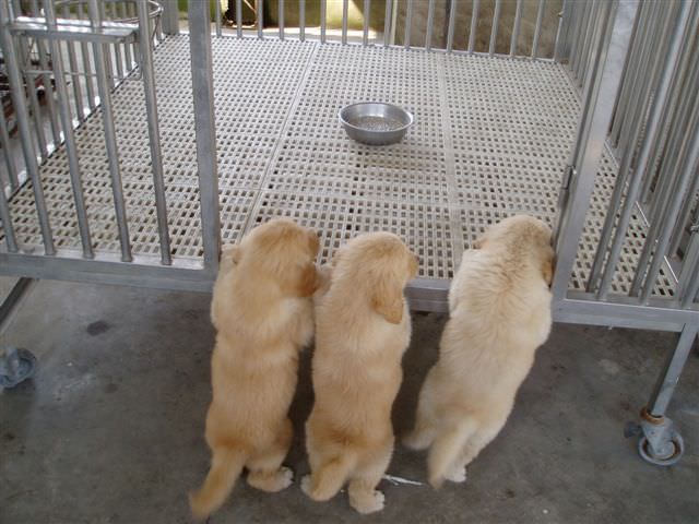 黃金獵犬成長日記:但是媽咪都故意把食物放到我們上不去的地方