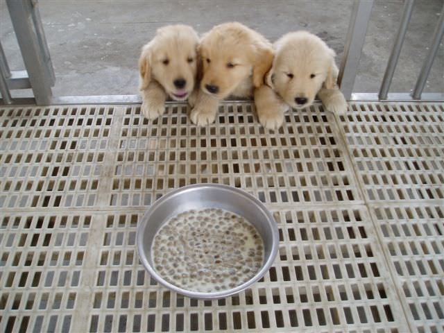 黃金獵犬成長日記:可以幫我們call家暴專線嗎？