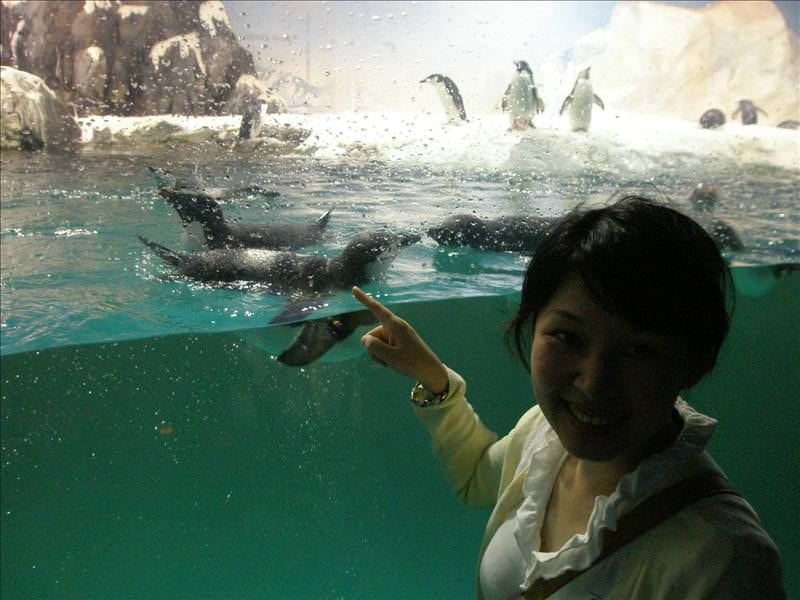 2008.8.13-14 又見墾丁天氣晴:海生館裡看企鵝游泳