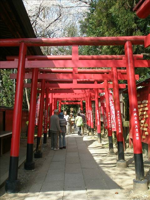 東瀛留學日記之犬山祭(2008.4.5):這堆鳥居排排站還小有壯觀哩