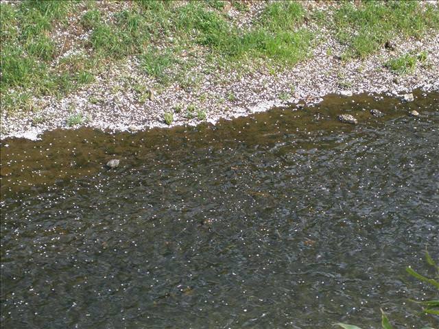 東瀛留學日記之犬山祭(2008.4.5):櫻花瓣飄到河川
