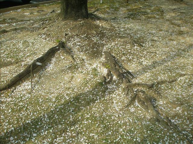 東瀛留學日記之犬山祭(2008.4.5):灑了滿地的櫻花花瓣