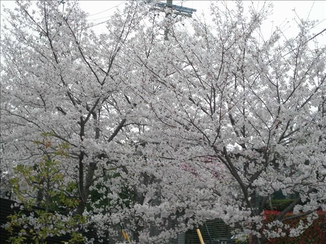 東瀛留學日記之賞櫻篇(2008.4.3):住家附近的櫻花樹（吉野櫻）