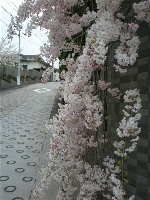 東瀛留學日記之賞櫻篇(2008.4.3):我到覺得像九重閣
