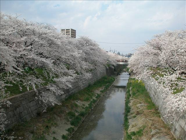 東瀛留學日記之賞櫻篇(2008.4.3):附近的山崎川，兩旁種滿吉野櫻