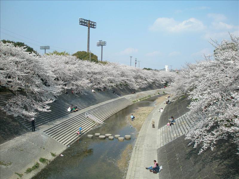 東瀛留學日記之賞櫻篇(2008.4.3):河川有一部份弄成公園
