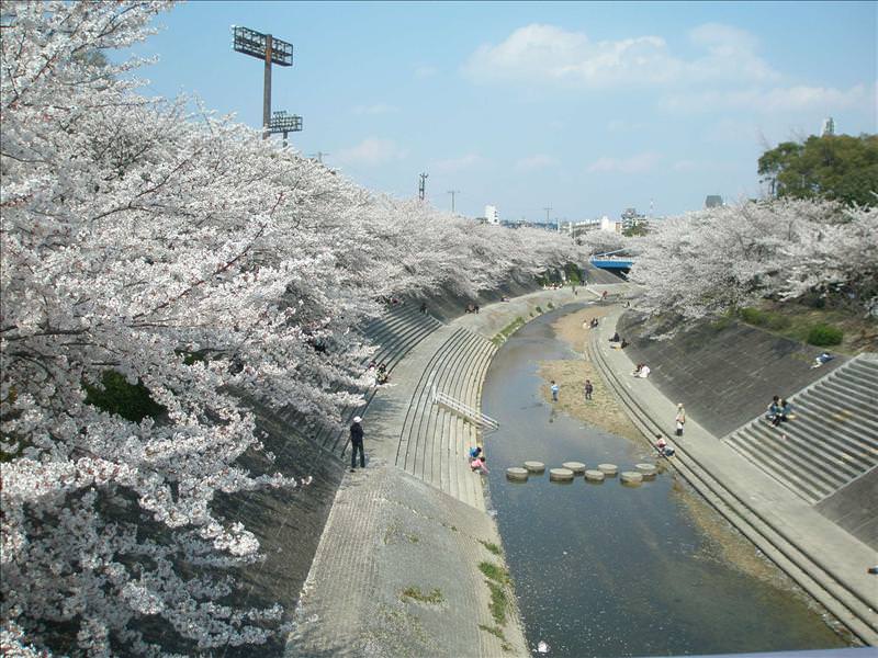 東瀛留學日記之賞櫻篇(2008.4.3):美麗的山崎川