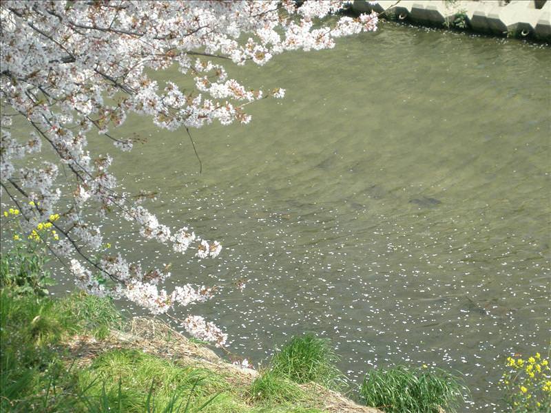東瀛留學日記之賞櫻篇(2008.4.3):花瓣開始飄落