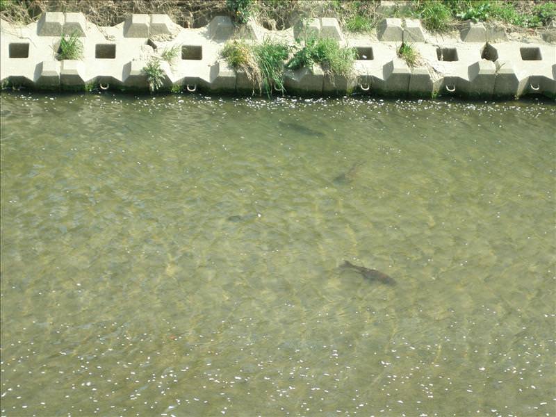 東瀛留學日記之賞櫻篇(2008.4.3):水裡有黑色的鯉魚