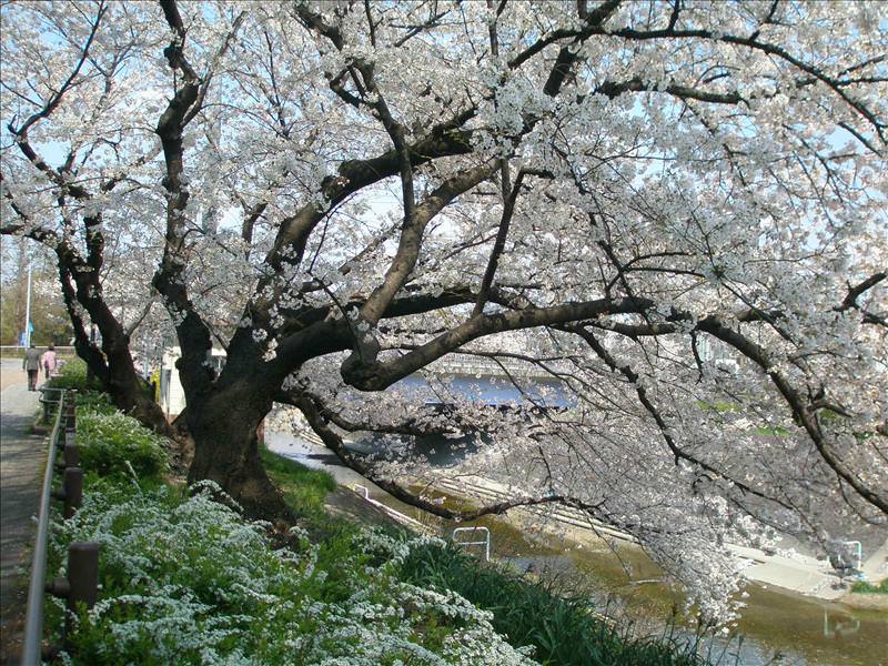 東瀛留學日記之賞櫻篇(2008.4.3):這是吉野櫻