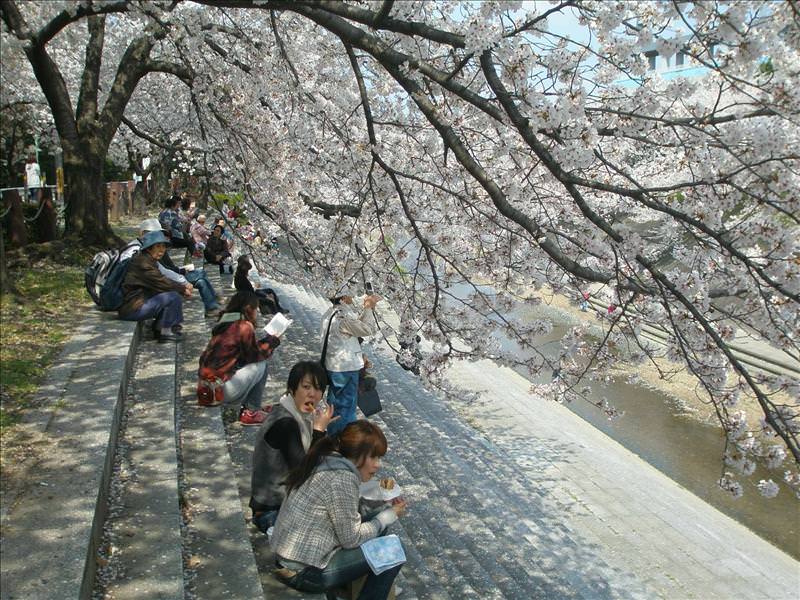 東瀛留學日記之賞櫻篇(2008.4.3):1475739524.jpg