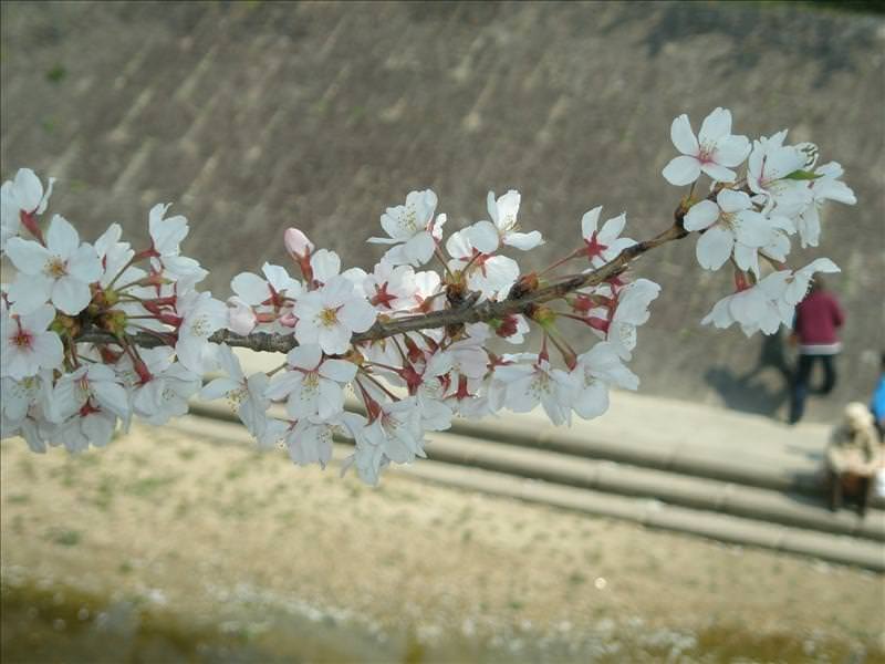 東瀛留學日記之賞櫻篇(2008.4.3):吉野櫻近照