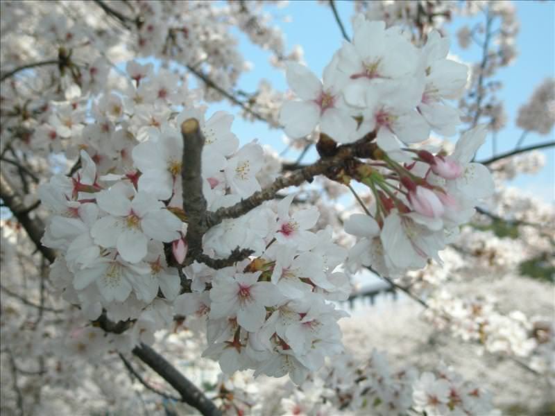 東瀛留學日記之賞櫻篇(2008.4.3):美麗的花瓣