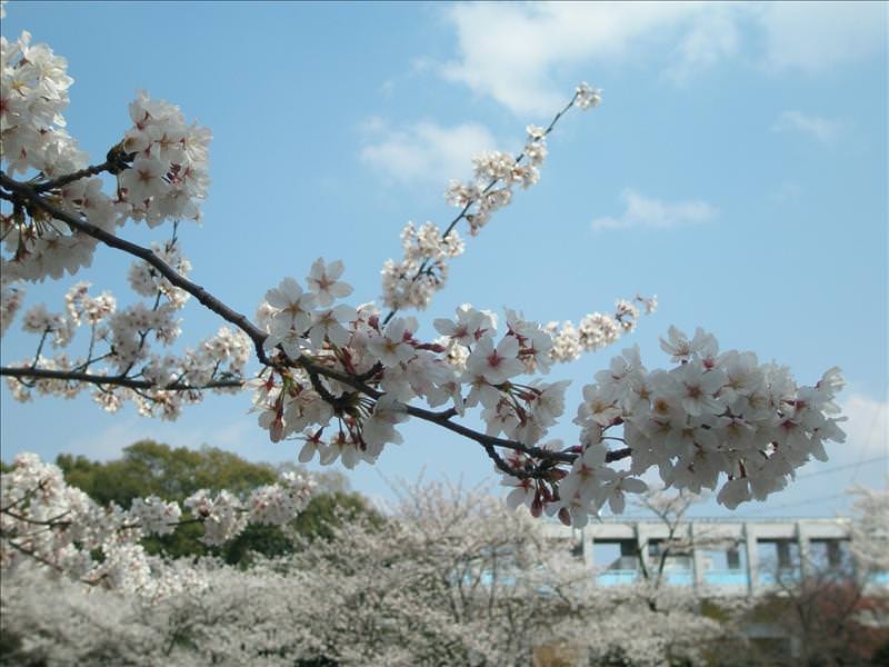 東瀛留學日記之賞櫻篇(2008.4.3):搭配藍天白雲