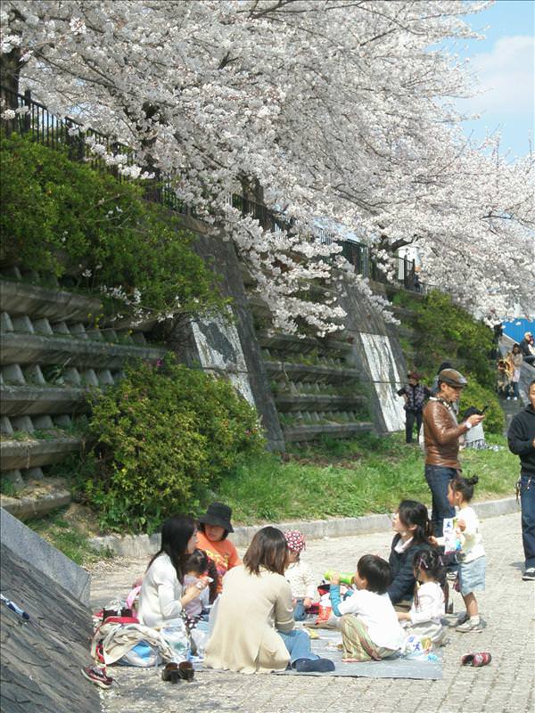 東瀛留學日記之賞櫻篇(2008.4.3):大家都來「花見」（賞櫻野餐）