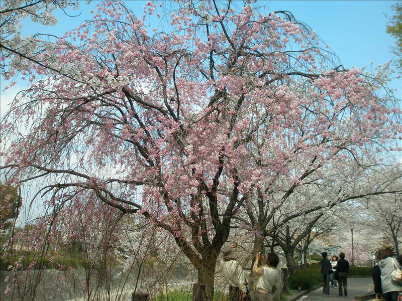 東瀛留學日記之賞櫻篇(2008.4.3):這是垂櫻