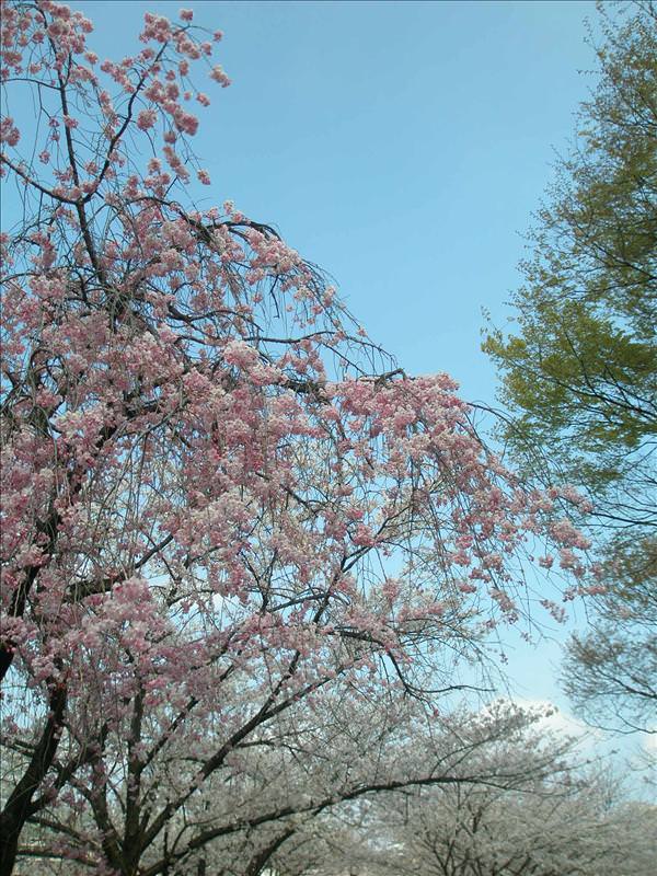 東瀛留學日記之賞櫻篇(2008.4.3):樹枝往下垂