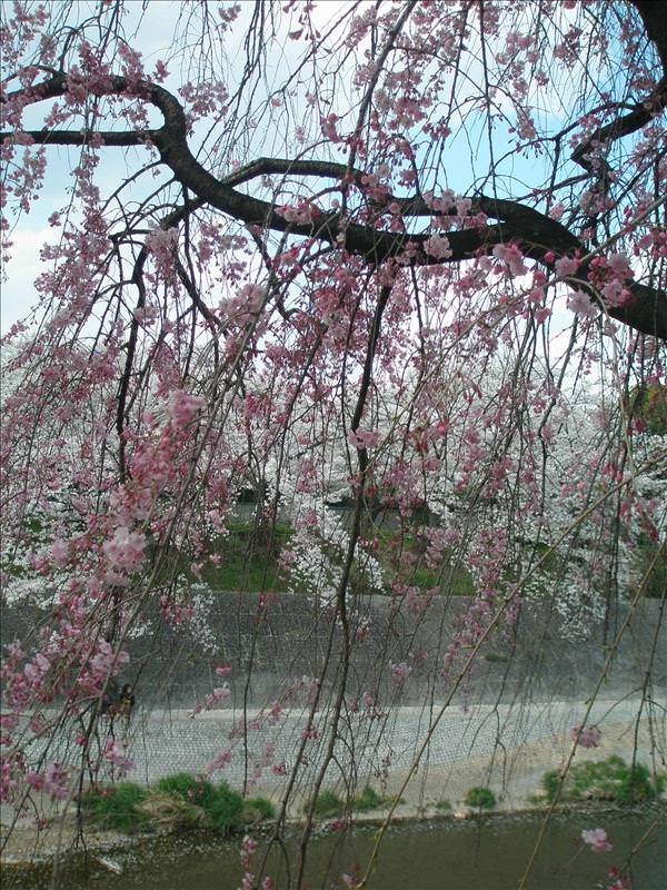 東瀛留學日記之賞櫻篇(2008.4.3):垂櫻