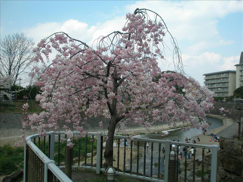 東瀛留學日記之賞櫻篇(2008.4.3):這株也是垂櫻