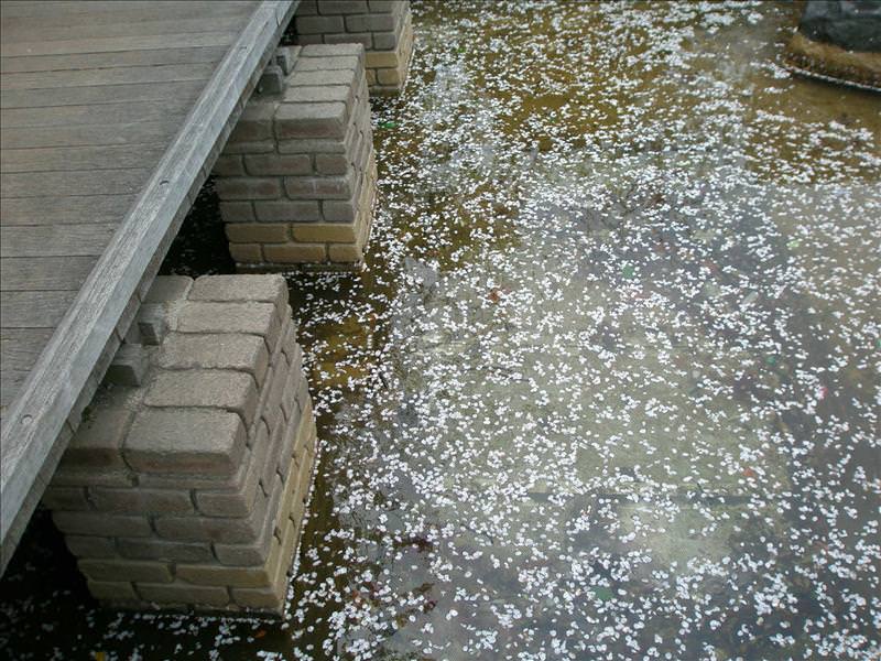 東瀛留學日記之賞櫻篇(2008.4.3):滿是櫻花瓣