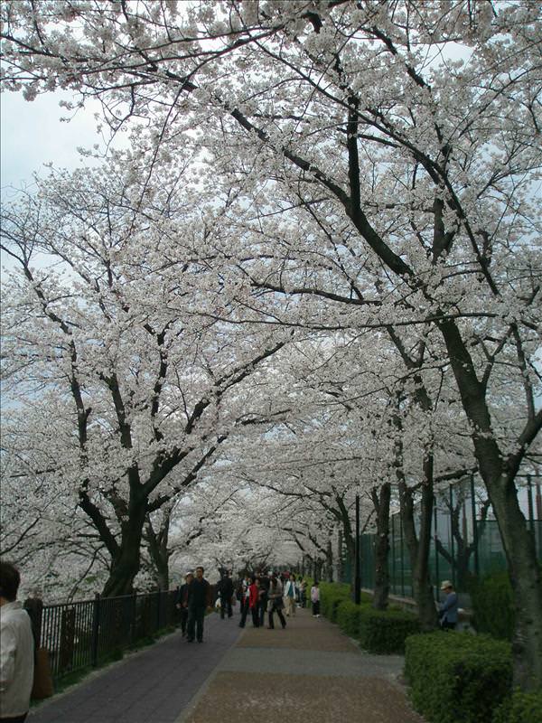 東瀛留學日記之賞櫻篇(2008.4.3):1475739536.jpg