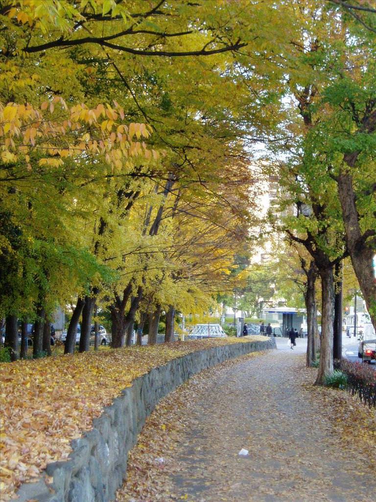 東瀛留學日記之校園篇:前往學校入口的行人道