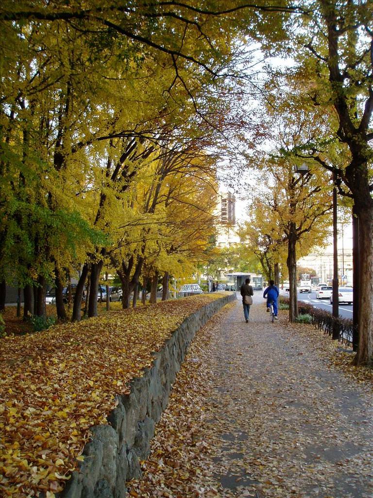 東瀛留學日記之校園篇:紅葉滿地