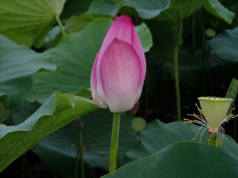 丸子賞蓮記:蓮花近影（技術不太好請多包涵）