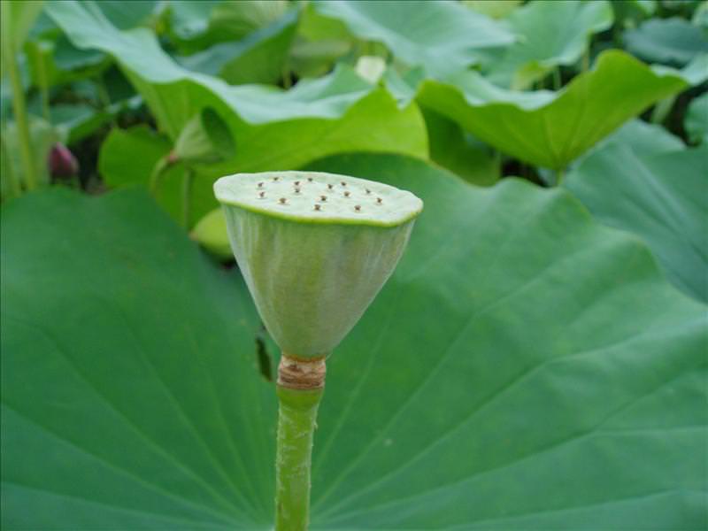 丸子賞蓮記:真的是蓮蓬頭喔。蓮心會長蓮子。