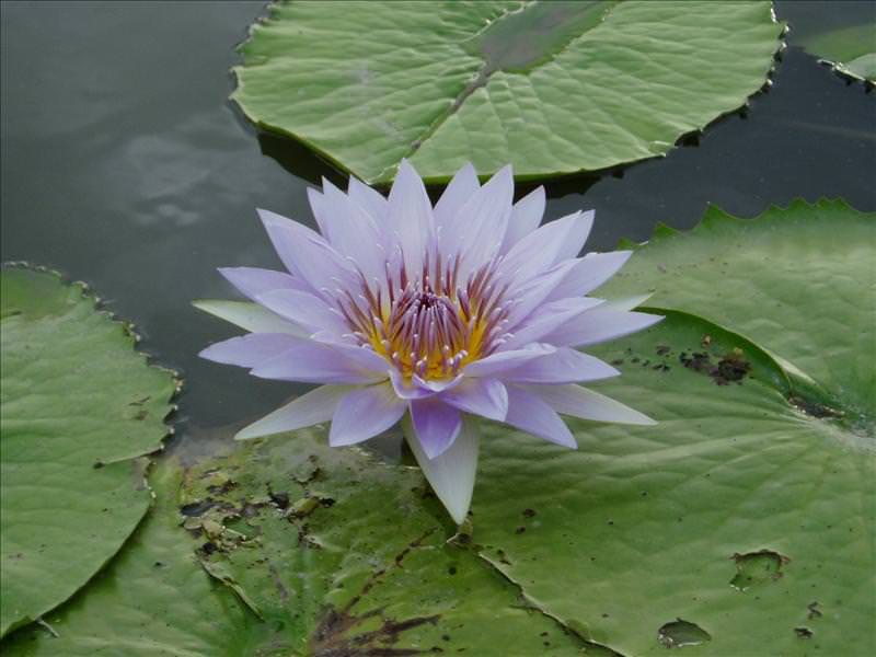 丸子賞蓮記:紫荷（香水蓮品種，不產蓮子的）