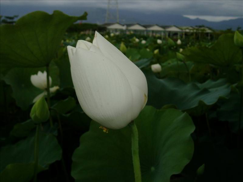 丸子賞蓮記:白蓮（蓮花大多在清晨才開花，大部分的時間都是闔起來的）